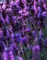 �Ϲ�,����Զ���������