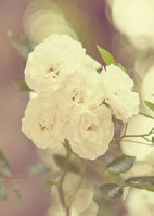 �������,Ȣ�ҿɺ÷���